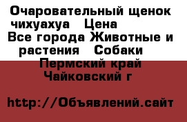 Очаровательный щенок чихуахуа › Цена ­ 40 000 - Все города Животные и растения » Собаки   . Пермский край,Чайковский г.